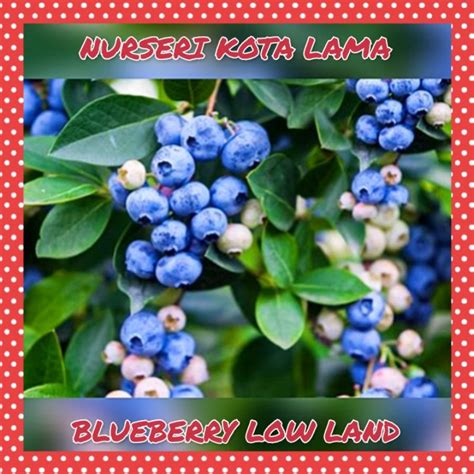 blueberry land malaysia